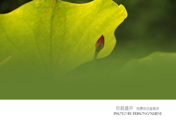 【攝影】你若盛開(kāi) 我愿在這里等待