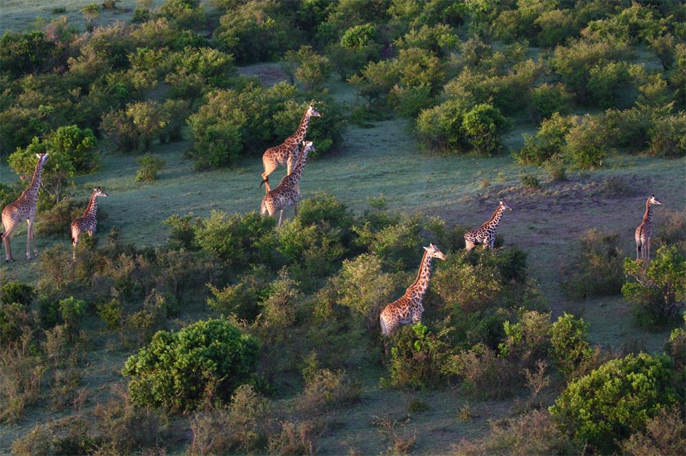 【攝影】《馬賽馬拉草原的清晨》和《熱氣球上看長(zhǎng)頸鹿》
